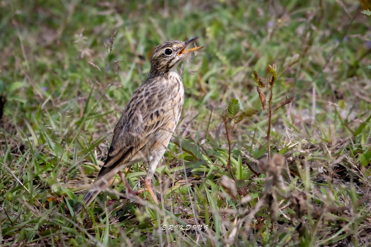 ErikDing868's tweet image. #paddyfieldpipit

#birds #birdwatching #bird #nature #birdphotography #birdsofinstagram #wildlife #naturephotography #birding #wildlifephotography #birdlovers #photography #naturelovers #birdstagram #birdlife #canon #animals #bestbirdshots #photooftheday #BBCWildlifePOTD