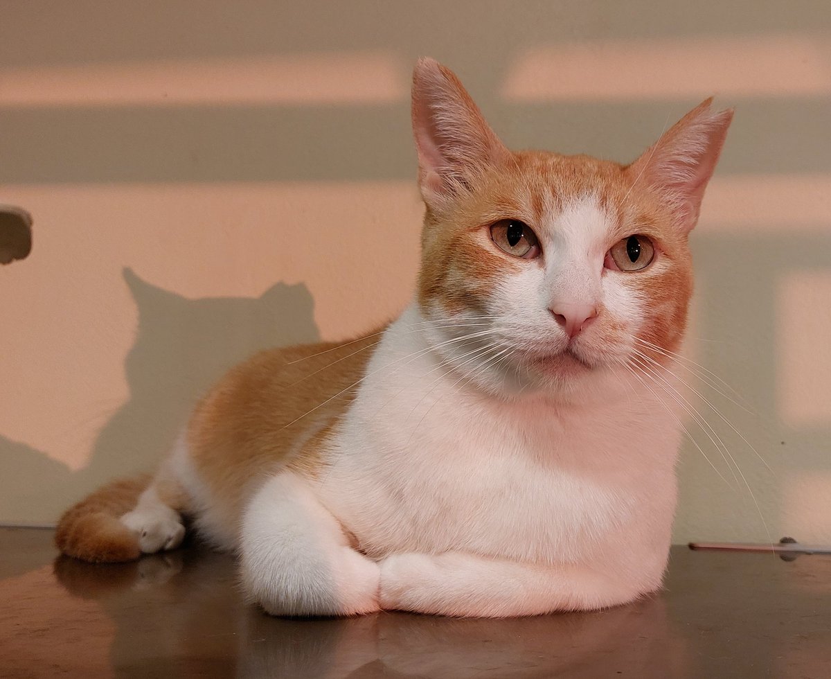 Michal Negrin 猫すずらんset マジカルキャット ミハエルネグリン