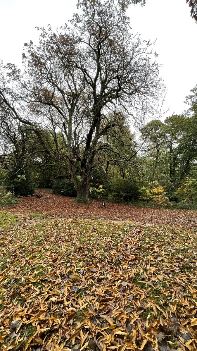 Andrea_Harris1's tweet photo. Pontypool Park with the dogs. Trees at their best &amp; wet dogs 😊 https://t.co/WN8tyIjBYD