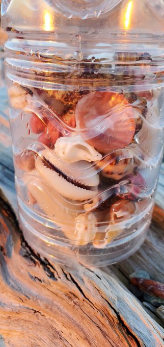 今日はかなり状態の良いのがたくさん採れた。
しかも全身残った蟹の脱け殻だ。大事に持ち帰らないと 