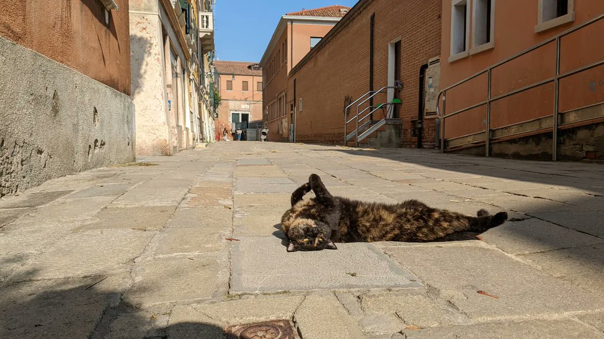 LJ_Pritchard's tweet photo. Saba in the sunshine ##CatsOfCannaregio #CatsOfVenice ##CatsOfInstagram #Venezia #Venice #LivingOnWater https://t.co/TMXReijkhD