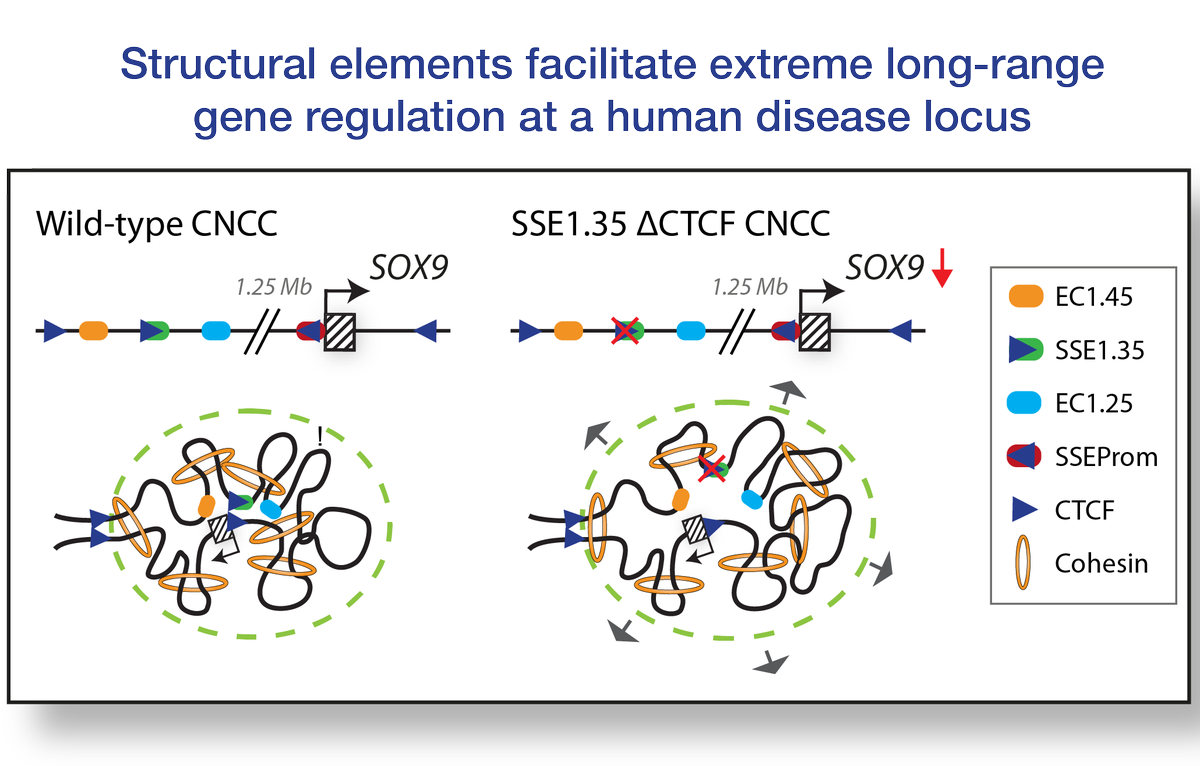 Hannah Long (@hannah_k_long) on Twitter photo New #biorxiv preprint! We identify structural elements at a human disease locus that promote domain-wide interactions and facilitate extreme long range gene regulation. A fantastic collaboration with Liang-Fu Chen, <a href="/minheepark8/">Minhee Park</a>, Tomek Swigut, @Aboettiger and Joanna Wysocka! New #biorxiv preprint! We identify structural elements at a human disease locus that promote domain-wide interactions and facilitate extreme long range gene regulation. A fantastic collaboration with Liang-Fu Chen, <a href="/minheepark8/">Minhee Park</a>, Tomek Swigut, @Aboettiger and Joanna Wysocka!