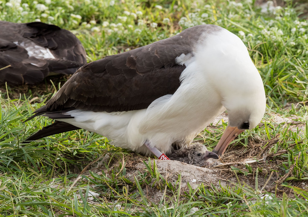 🧓 Albatrosses naturally live extremely long lives, with the oldest known wild #bird being a Laysan Albatross, who researchers believe to be over 70 years of age! 

🐣 The aptly named Wisdom, is part of a colony on the Midway Atoll and is thought to have hatched over 40 chicks.