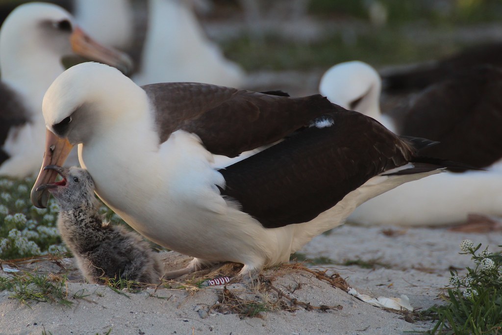 BirdLife_News's tweet photo. 🧓 Albatrosses naturally live extremely long lives, with the oldest known wild #bird being a Laysan Albatross, who researchers believe to be over 70 years of age! 

🐣 The aptly named Wisdom, is part of a colony on the Midway Atoll and is thought to have hatched over 40 chicks. https://t.co/YHiZ6LZZX3