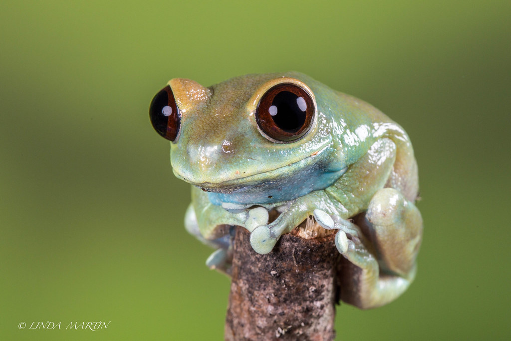 CanAries on Twitter "RT frog0TD todays frog of the day is the ruby
