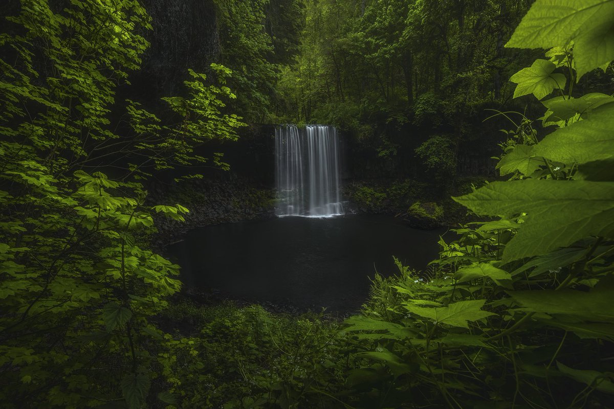 ryandyar's tweet image. A waterfall in Oregon framed by lush Spring greens.
