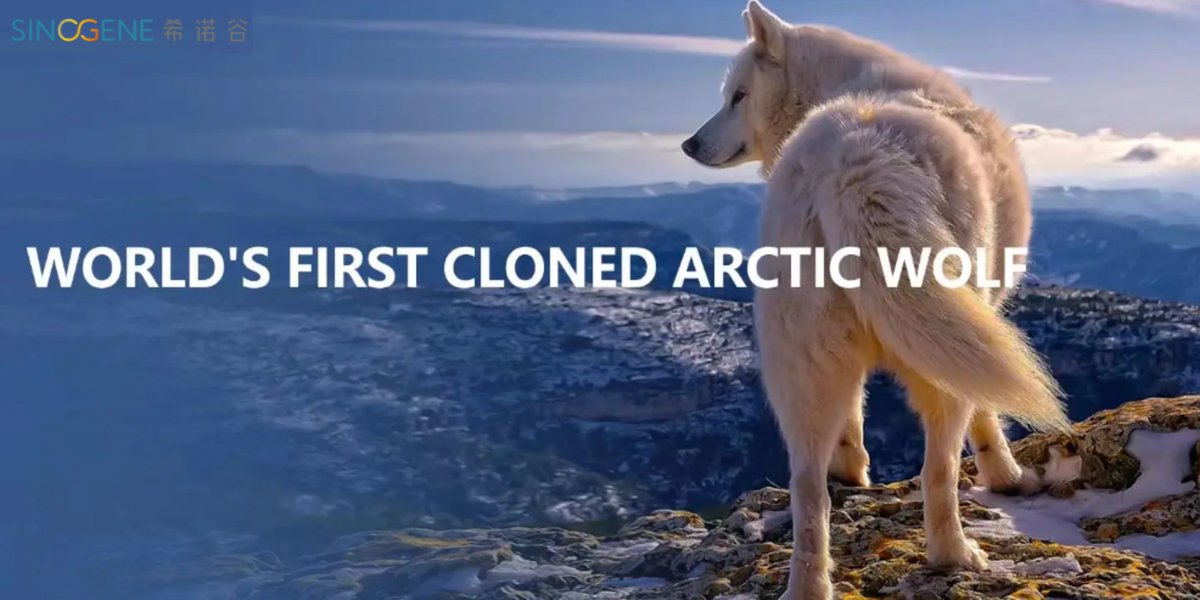 Maya es el primer lobo ártico clonado en el mundo nacido en China.
Sin duda, que esta noticia marca un precedente y nos muestra como es que se puede utilizar la tecnología para salvar animales en peligro de extinción y proteger la biodiversidad.

#tecnology #adn