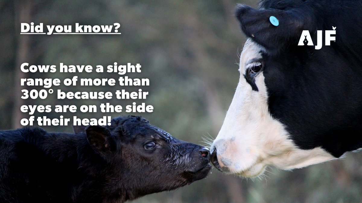 AJF_Australia's tweet photo. Did you know?
Cows have a brilliant sight range of more than 300 degrees, compared to our 180 degrees.
For more facts see here https://t.co/MeWHaRWeyq
#Cows #FriendsNotFood #DYK #CowsOfInstagram #MakeADifference #AnimalAbuse #AnimalProtection #FunFact #AnimalJustice #AnimalRescue https://t.co/OGUjdGM1og