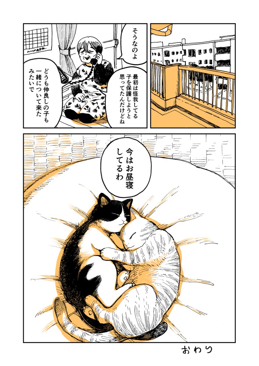 【再掲】野良のボス猫が保護されようとする話

#ツレ猫マルルとハチ #マルルとハチ #漫画が読めるハッシュタグ 