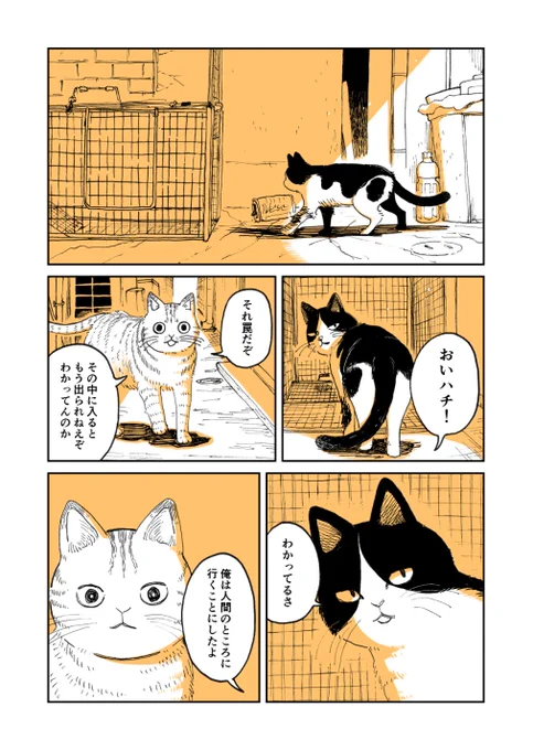 【再掲】野良のボス猫が保護されようとする話#ツレ猫マルルとハチ #マルルとハチ #漫画が読めるハッシュタグ 