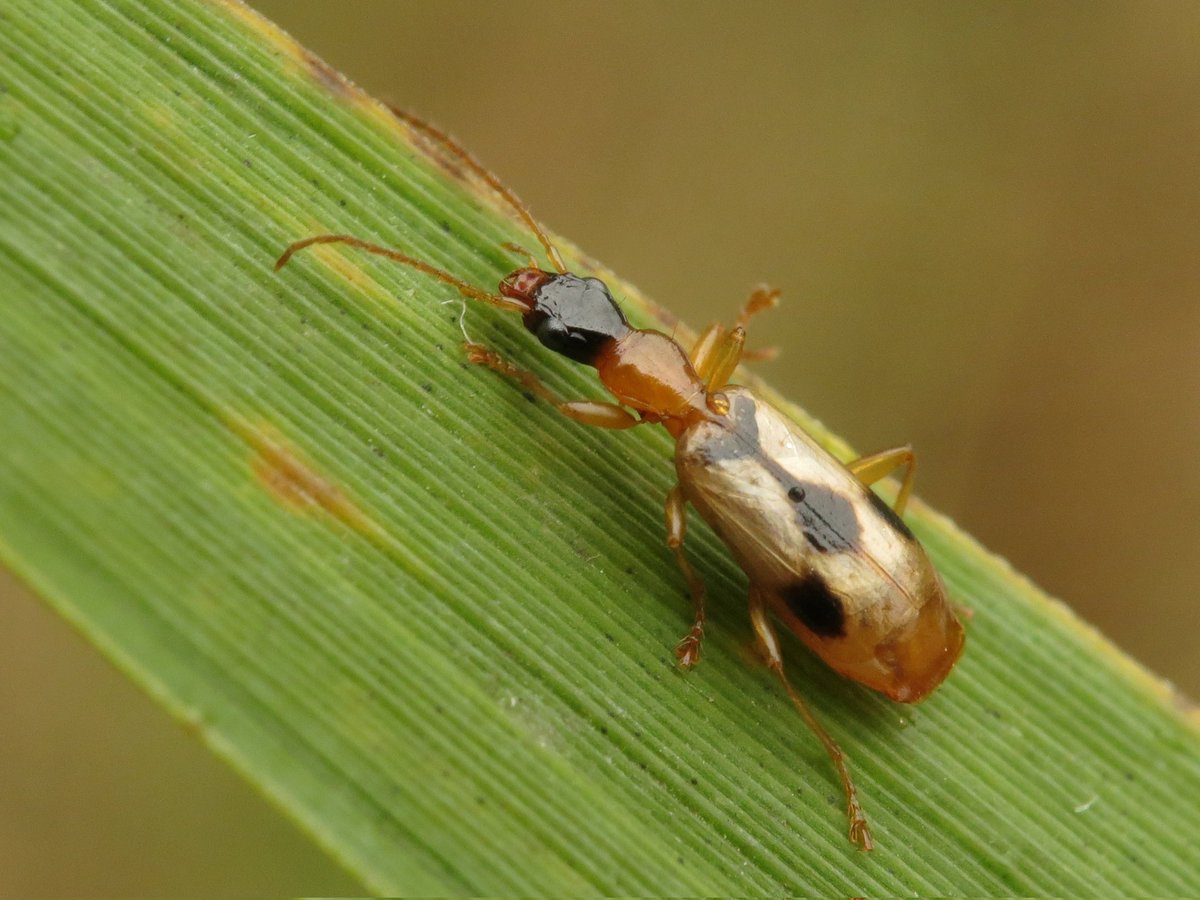 Panjan1972's tweet photo. Een nieuwe voor me. Viervlekrietklimmer (Demetrias imperalis) in het Enterveen. #loopkever #Enterveen #carabidae #beetle #natuur #insect #macro @volgdenatuur @IVNNederland @waarneming @VroegeVogels https://t.co/BjdFUEFZM3