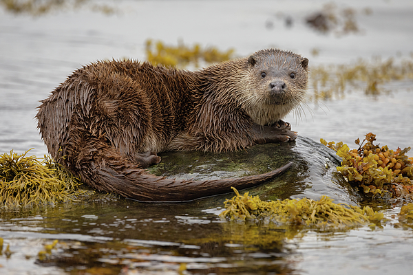 New artwork for sale! - "Otterly Great " - fineartamerica.com/featured/otter… @fineartamerica