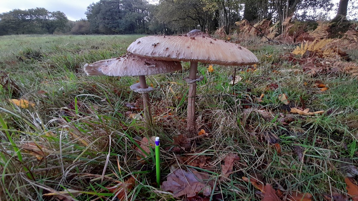 Woooaah, the size of these Parasols! Pencil for scale.