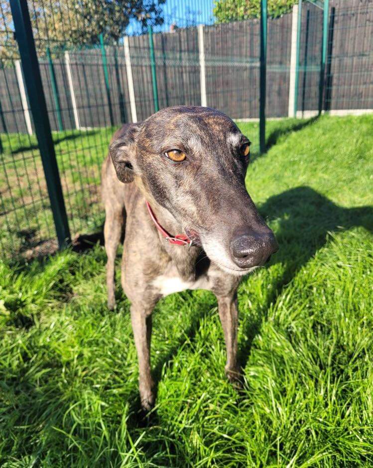 Greyhound Adoption @ Seaside Greyhounds tweet media