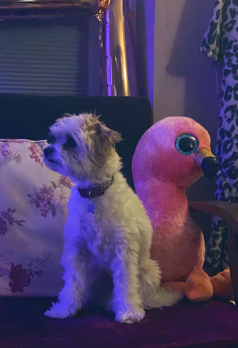 The dog just working on his new album cover!!