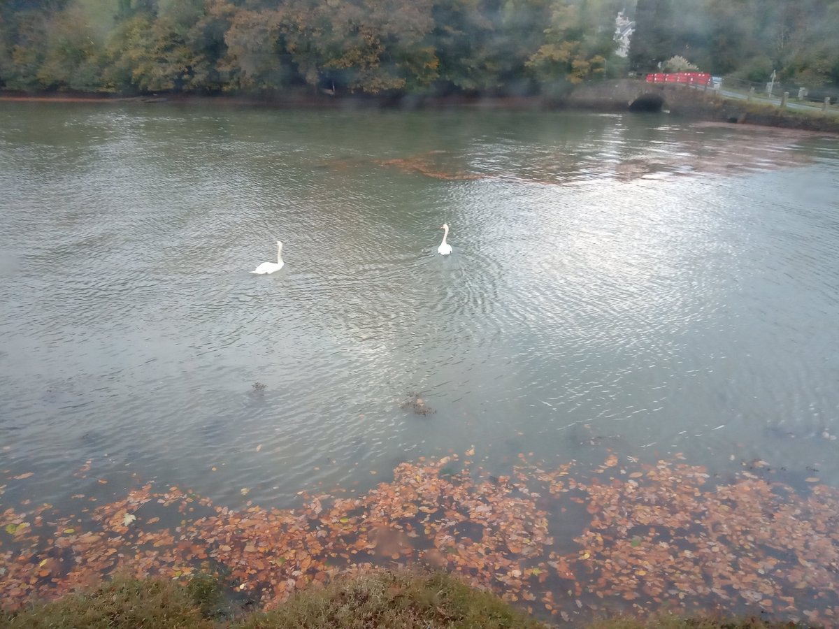 KatrinaRotgalve's tweet photo. Good morning my teacakes-enjoying-english-autumn, how are you? The bookshop @OldLooe will be open 2 hours earlier today, from 10.30 - 4.30 p.m. #looe #looecornwall #books #independentbookshop https://t.co/OR5O7y4xr3