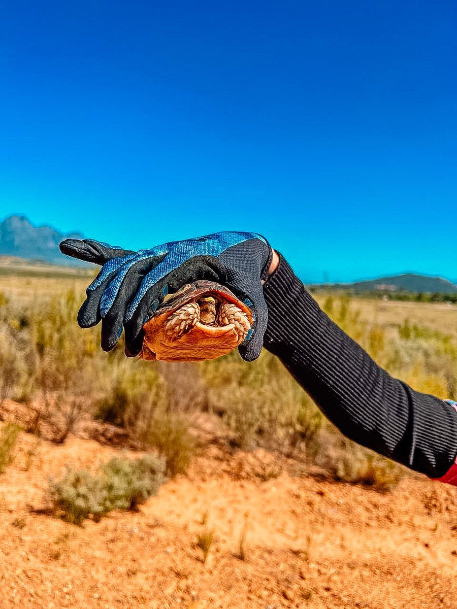 Yolandi_Muller's tweet photo. Turtle patrol ⚡️🐢 #MtbRide #WildLife #SaveATurtle #MotherNature https://t.co/l4g0uFbpzQ