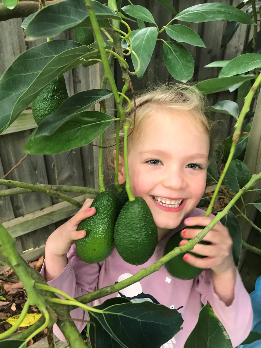 alison_spence1's tweet photo. Enjoying the last of our avocados for the last day of  #NationalNutritionWeek2022. Yum! #TryFor5 @NutritionAust https://t.co/SblY7MmcNg