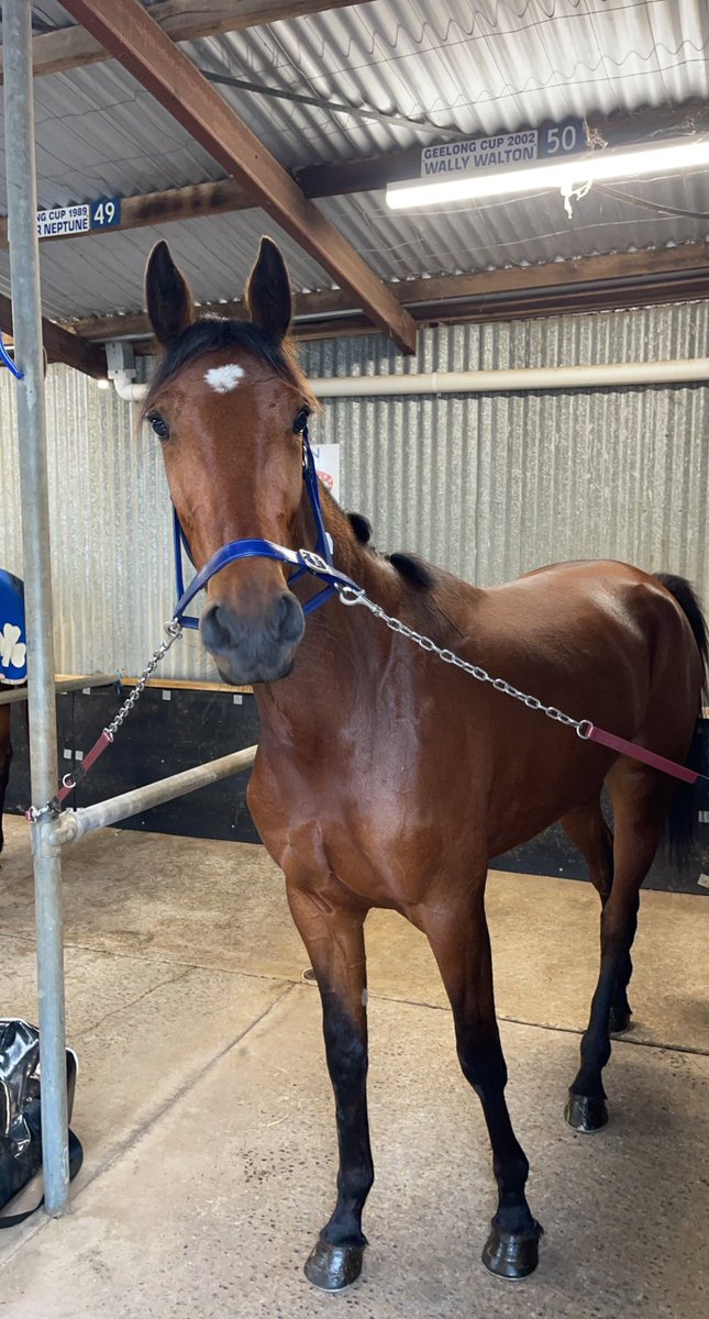 Alanna Miki sees our time in Victoria out with a great 2nd at Geelong tonight! 🥈
We would like to that everyone that has supported us while we have been here! We are looking forward to getting home! 👋