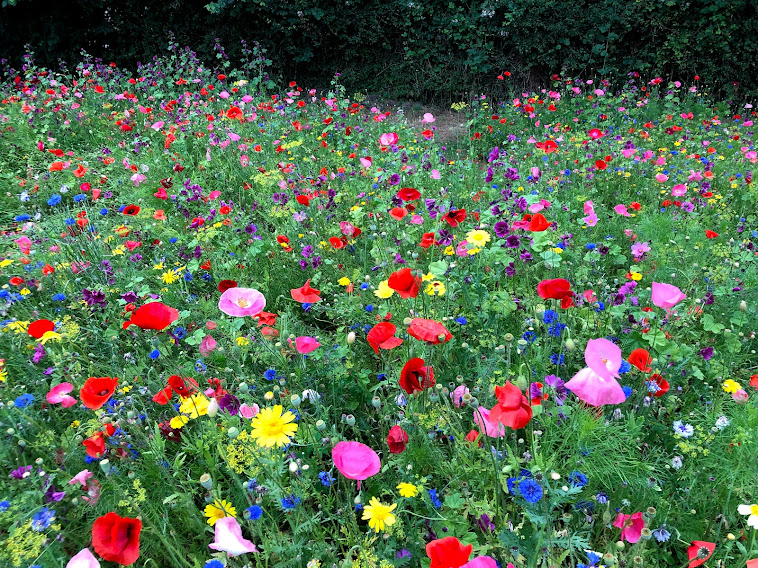 Up to 20% off our biodiversity gift boxes this weekend! meadowinmygarden.co.uk/products/butte…