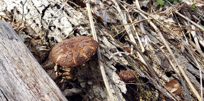 「実家の周囲にゃ、もりもり色んなキノコが生えて来るけど、目で楽しむだけで、口にはせ」|浅利与一義遠のイラスト