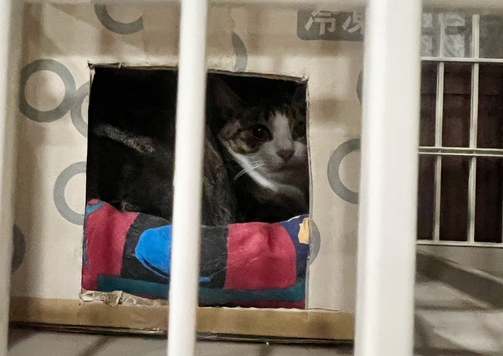 懐かない猫 Twitter Search Twitter