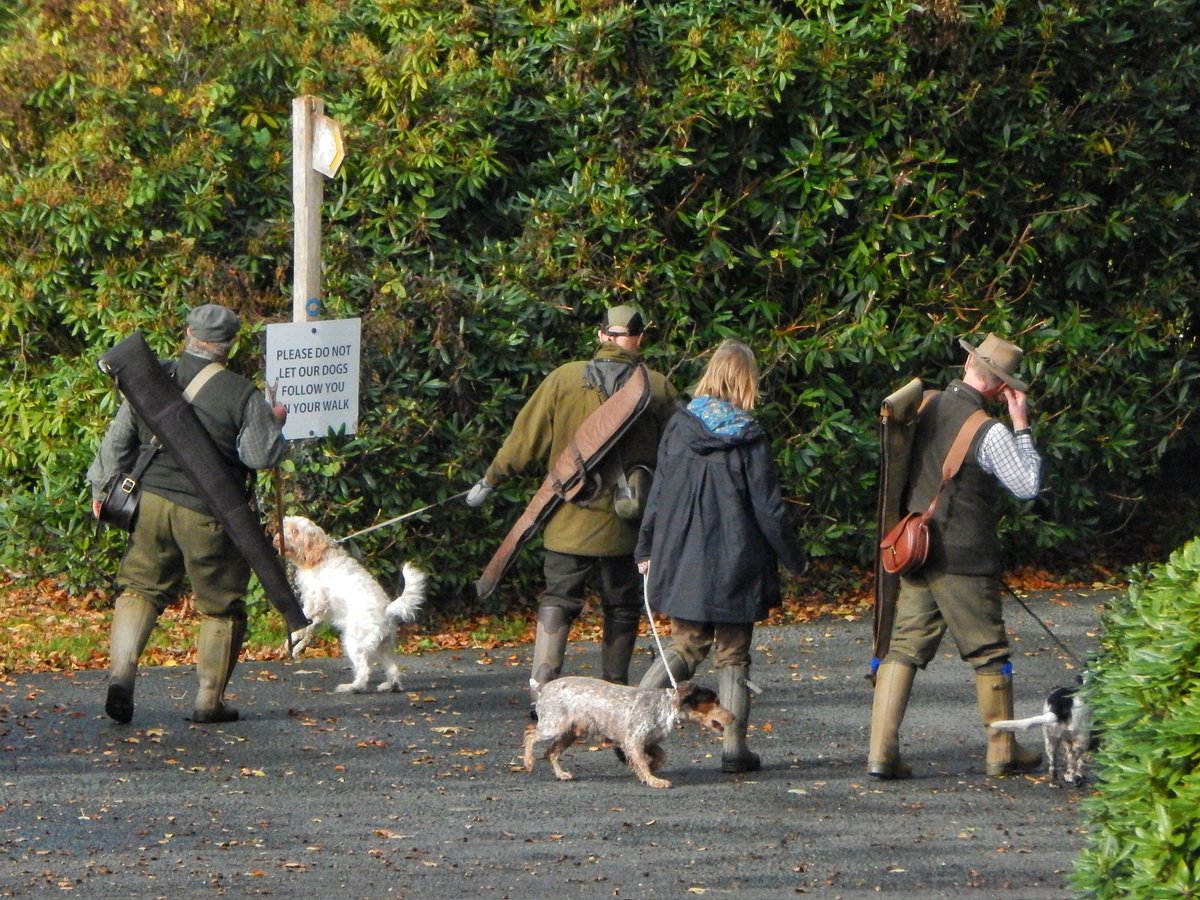 When you think WWIII has kicked off...but then see this lot trooping down the drive.

It's not a good day to be a pheasant 🙈