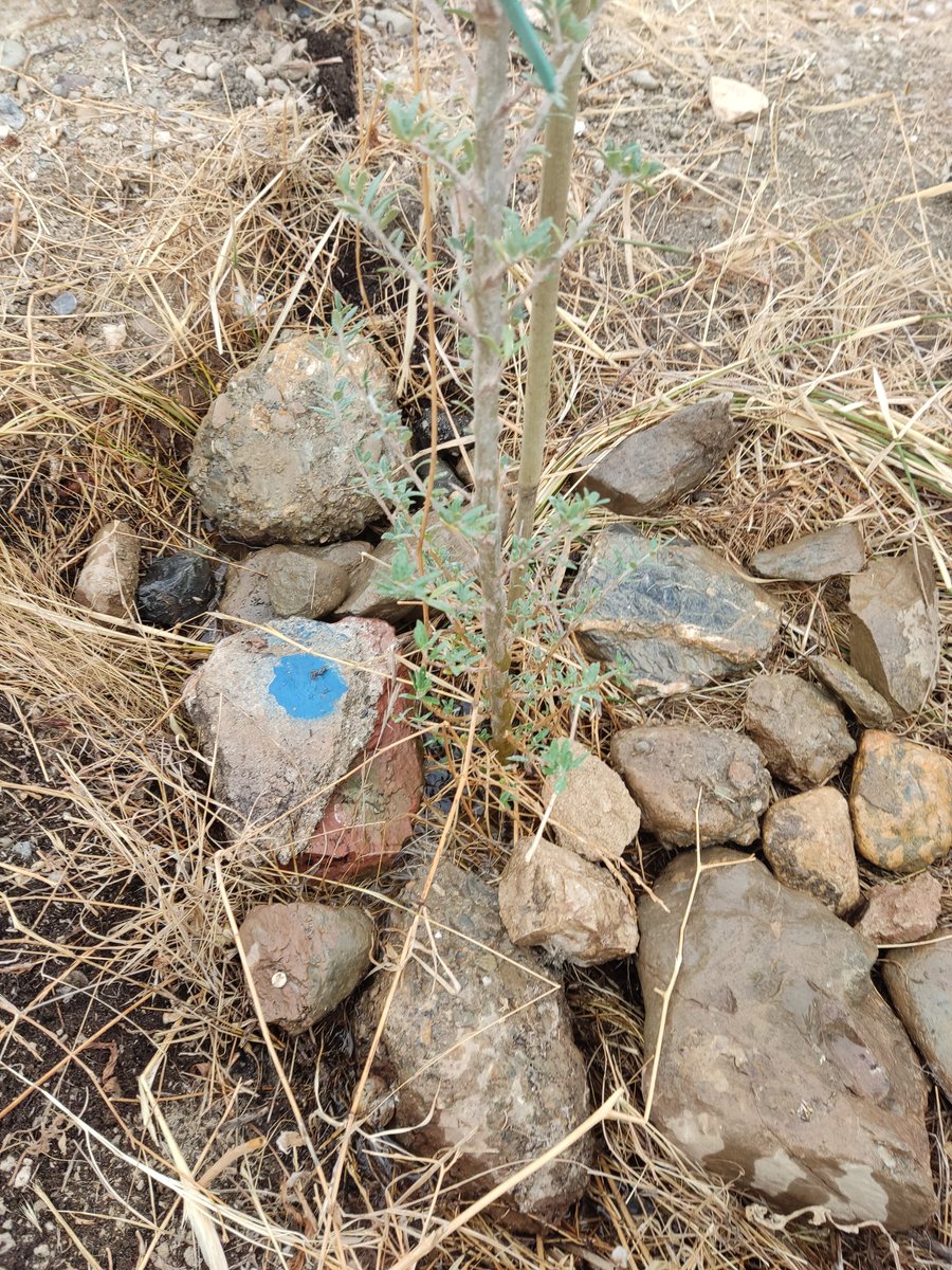 Ya tenemos nuestro arbolito plantado!