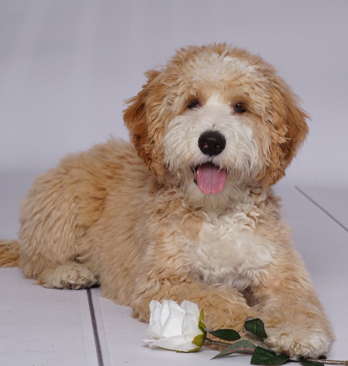 Als dit geen liefde is… #morris #labradoodle #verliefd