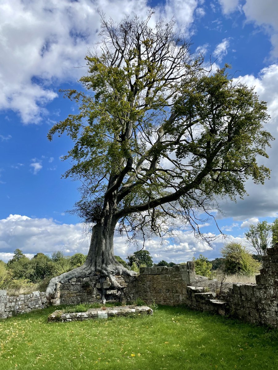 Alexandre Boyes tweet media