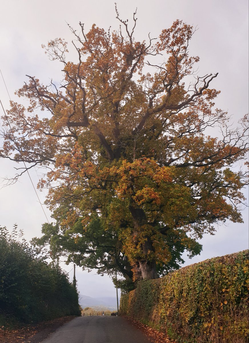 VisitBrecon tweet media