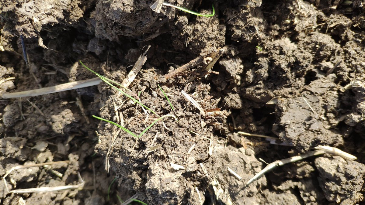 Doeko van'tWesteinde tweet media