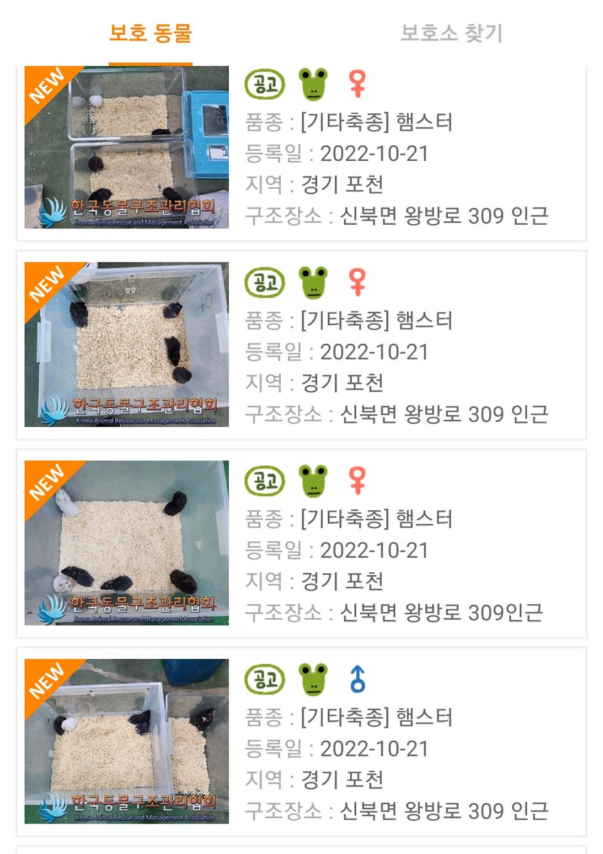 경기도 포천시에서 골든햄스터 22마리가 집단 유기되었습니다.
총 22곳의 임보/입양처를 찾습니다.

보호센터 : 한국동물구조관리협회 (☎️: 031-867-9119)
담당부서 : 경기도 포천시청 (☎️: 031-538-3883)

#햄스터 #햄스터입양 #햄스터분양 #햄스터키우기 #햄스터키우는법 #유기동물 #집단유기