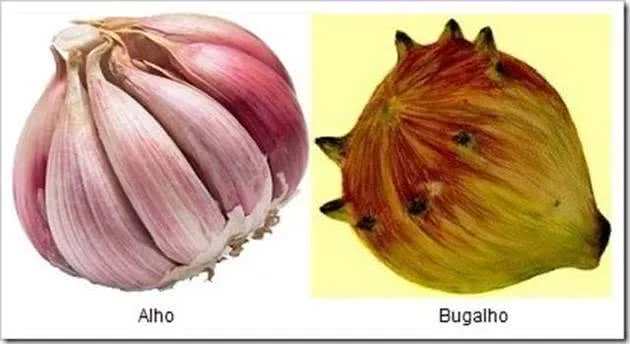 prisciencebug's tweet photo. @chbergma In Portuguese, garlic and nut-gall (alhos e bugalhos). https://t.co/XCngSylAfn