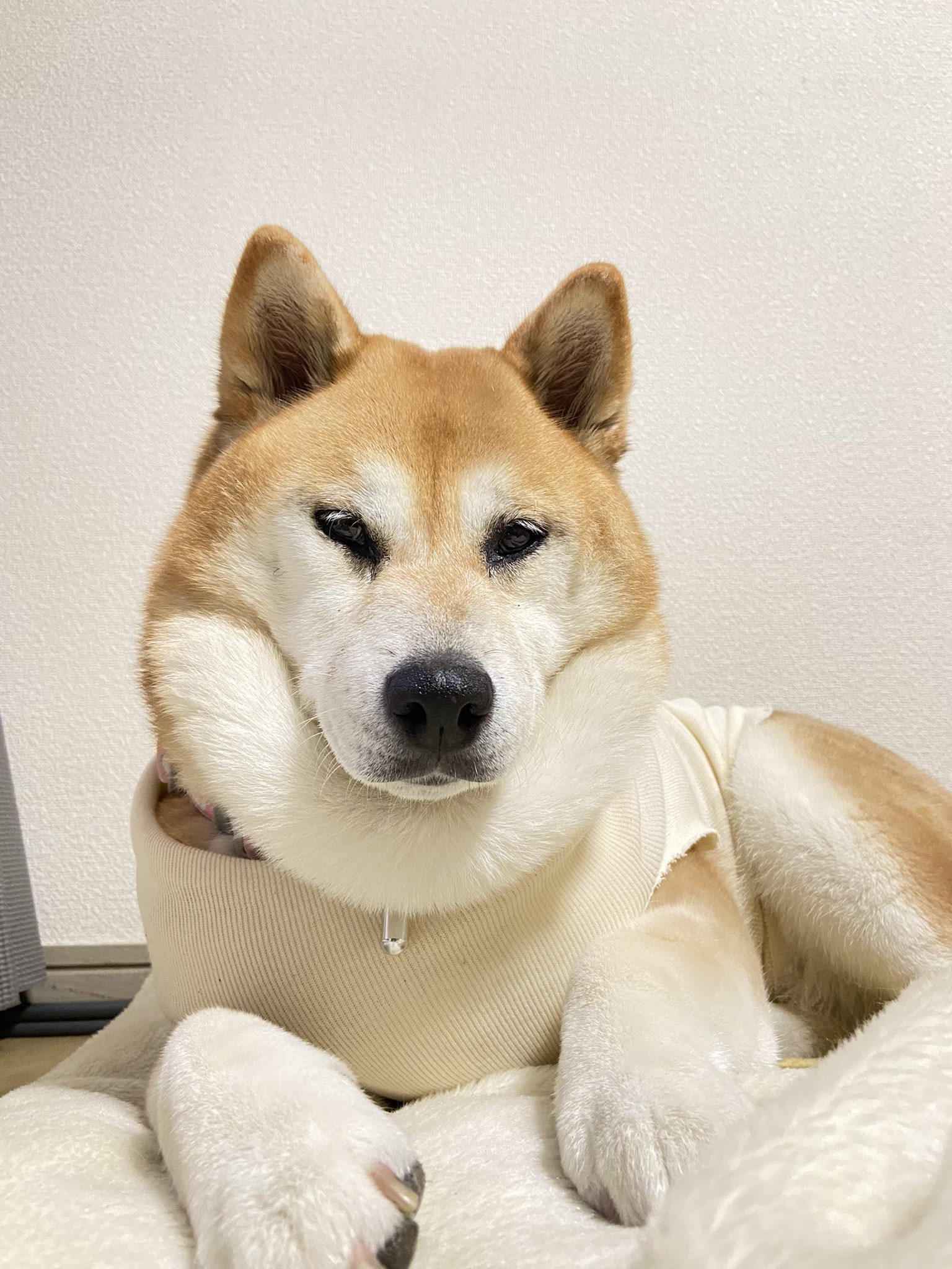 柴犬さくら Mennchinosakura Twitter