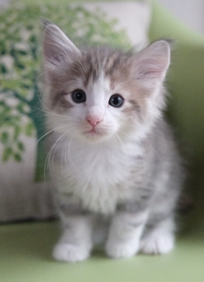 CatteryAnna's tweet photo. サイト更新しました。
ノルウェージャンの子猫たち成長中です。
https://t.co/EY1bYI9ehB
#ノルウェージャンフォレストキャット
#子猫
#ブリーダー
#キャッテリー 
#東京
#アンバー
#ノルウェージャン
#オーナーさん募集中
#ambercat
#norwegianforestcat
#猫のいる幸せ
#猫好きさんと繋がりたい https://t.co/I6HD1E6Thc