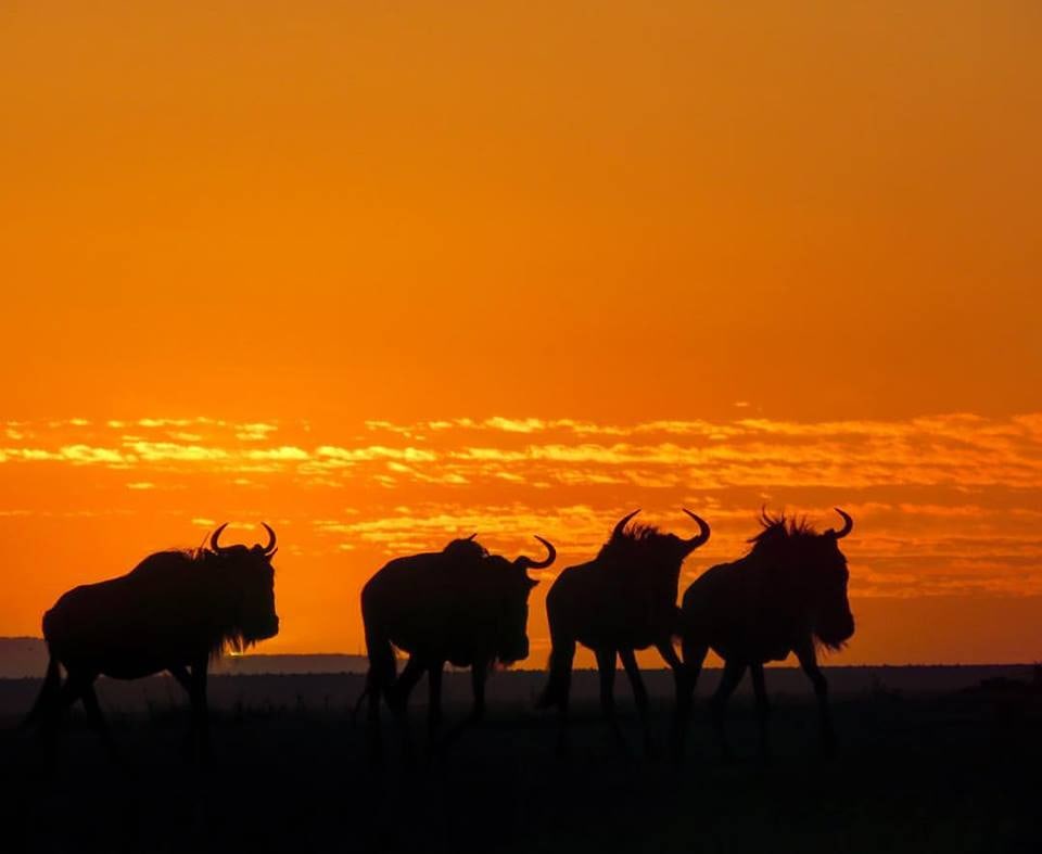 joicatours's tweet photo. Striking unbelievably beautiful golden African sunset
Wildebeests enjoying a magical sunset in Serengeti National Park

Contact us 📩 joicatours@gmail.com

#joicatours #luxuryescapes #serengeti #tarangire #travelinsider #africansunset  #holidays🌴#adventuretravels #africatravel https://t.co/RRJwENMQmD