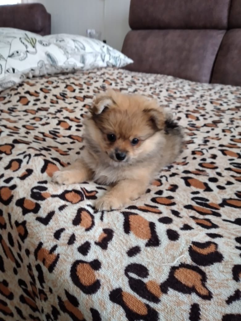 mama_more's tweet image. Ребята, кому кондитерское изделие «сладкий пирожок»? СПб и Ленобласть

Шпиц, девочка, два месяца, оооочень бойкая и активная, суперласковая. 

25 тысяч рубликов