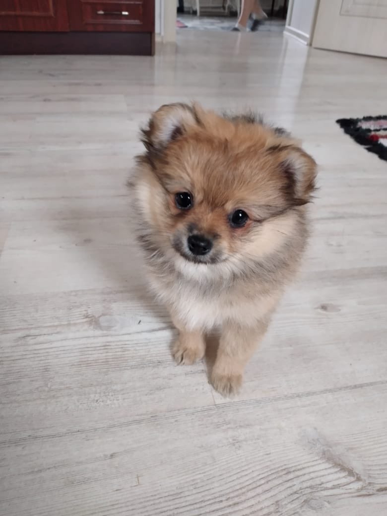 mama_more's tweet image. Ребята, кому кондитерское изделие «сладкий пирожок»? СПб и Ленобласть

Шпиц, девочка, два месяца, оооочень бойкая и активная, суперласковая. 

25 тысяч рубликов