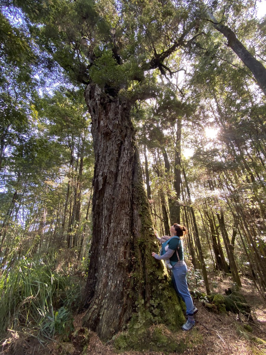 kale_them_all's tweet photo. Monstrous Myrtle! They sure grow big on the West Coast! #tarkine #arthurpiemanconservationarea https://t.co/joo0xQcnNj