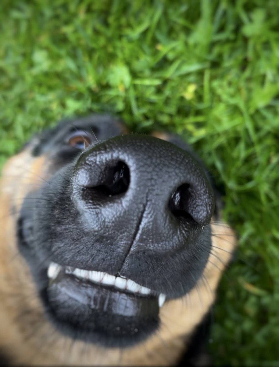 appreciation post to my pride &amp; joy 🤍       #dogsoftwitter #germanshepherd