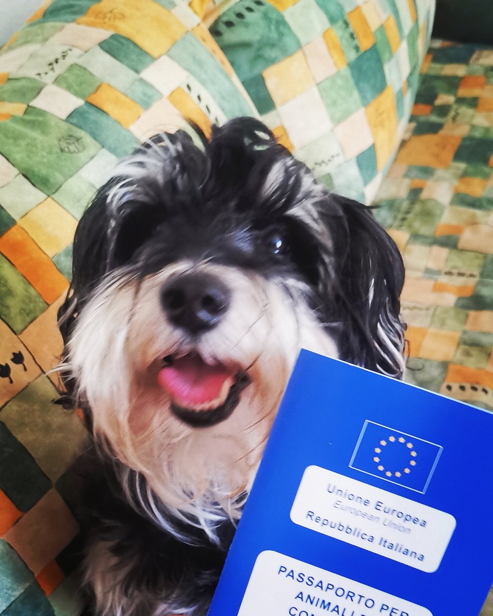 viajero_maximo's tweet photo. Acá reportándonos desde 🇮🇹🐶
.
@PLP_Ezeiza1 @MiltonFriedom5 @plpitaliano https://t.co/uPObmI7S51