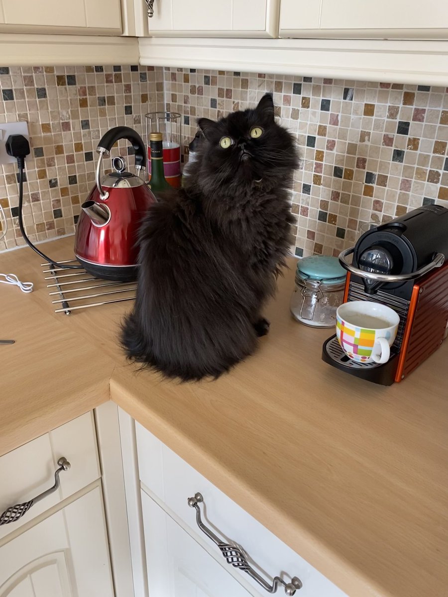 DomainDoris's tweet photo. Drink in, or take out?! ☕️🫘#Caturday #Hedgewatch #cats #CatsOfTwitter https://t.co/UCDpPQzeTW