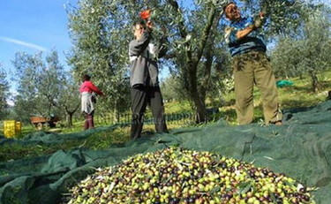 CorriereUmbria's tweet photo. In Umbria la raccolta delle olive è ancora in sofferenza ma va meglio del 2021. Olio nuovo a 15 euro al litro #umbria #olive #frantoi aperti #olio nuovo #aprol https://t.co/20QTwKoZvp https://t.co/EMgjJei1H1