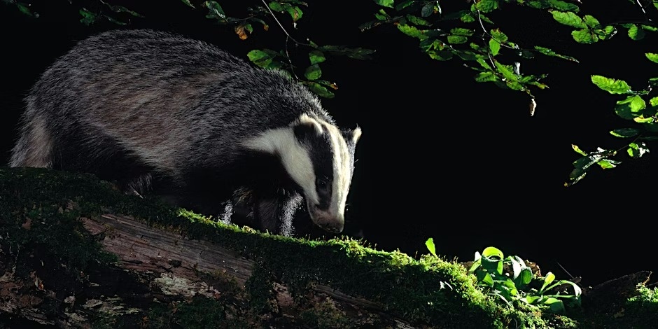 cottagesonarran's tweet photo. Still plenty of #thingstodo on #Arran.  Arran Ranger Service  have a few spaces left on the evening badger watches.
#nature #wildlife @VisitArran https://t.co/ELMr2FRjqZ