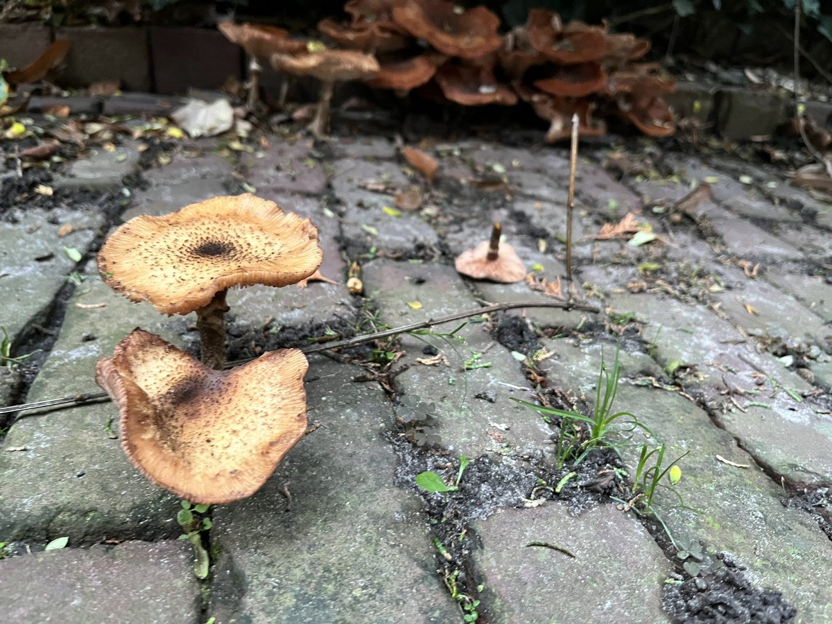 pietvanbeurden's tweet photo. Enig idee wat voor paddestoelen dit zijn? En… zijn ze eetbaar? @BoswachterFrans @frantecol #paddestoel #paddenstoel #eetbarepaddestoel #durftevrageb https://t.co/NQk76Svpzg