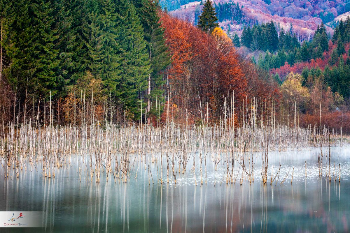 covinnus's tweet photo. #Cuejdel #Lake. One of the most isolated #lakes in #Romania, the place where #autumn is magical each year.
#tours #travel #toursofRomania #phototours #photography #CovinnusTravel #nature #landscape https://t.co/PD8VzsQgfX