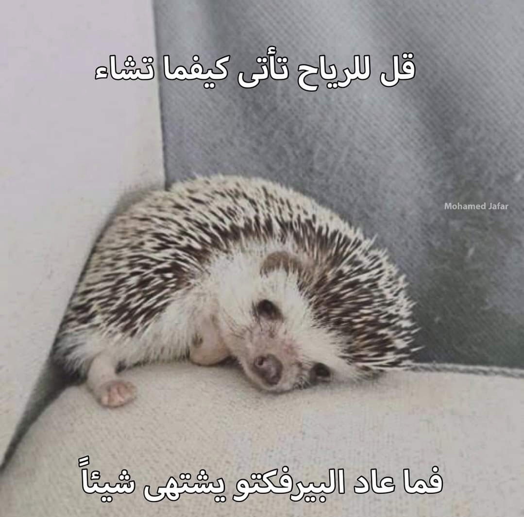 True Memes (@truememes_) on Twitter photo 