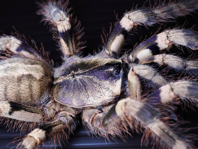 タランチュラのtwitterイラスト検索結果 タランチュラのtwitterイラスト検索結果