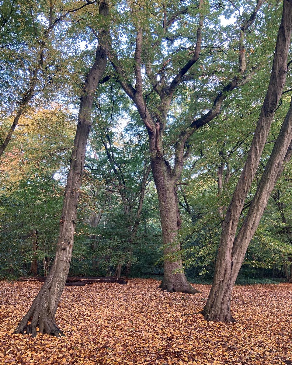 _jen_mo's tweet image. 3.5 mile run done.
The lovely woods &amp;amp; views over London. And it’s so warm! I love it 🍁🍂
It was also my 1st post covid run &amp;amp; it felt great.

#WarmOctober #BBJRFallFitness